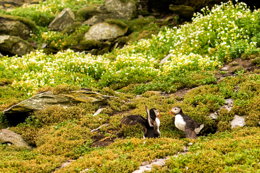 Puffin Fight