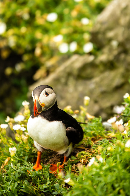 Wild Atlantic Puffin 3
