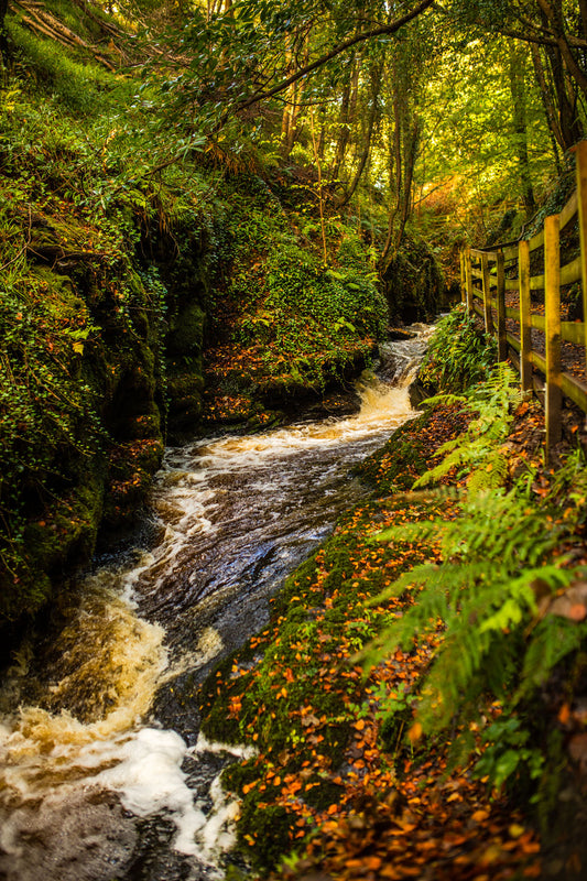 The Glen