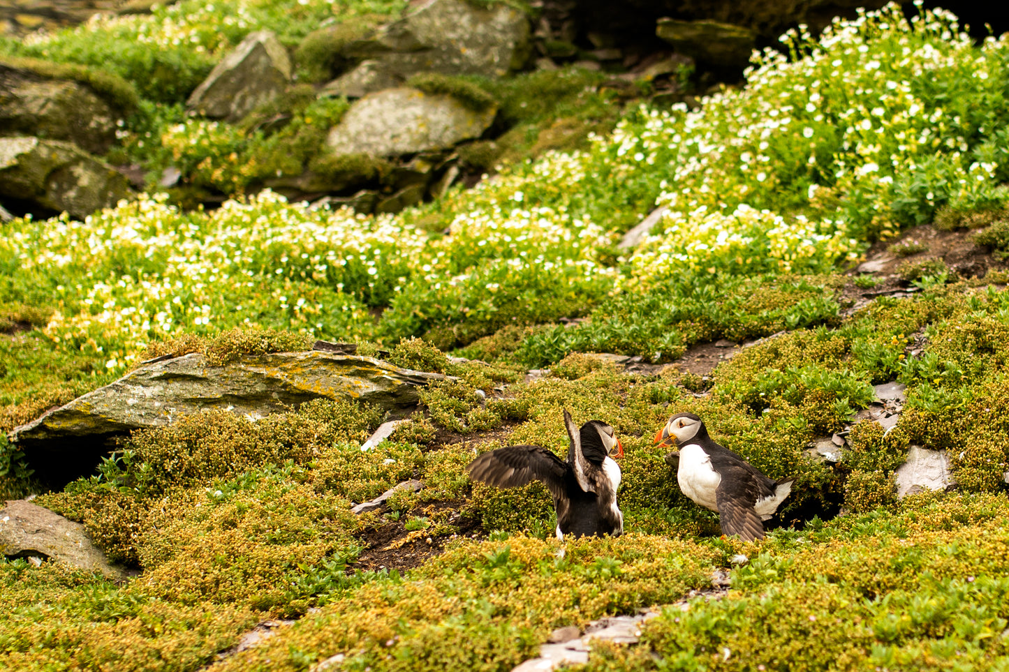 Puffin Fight