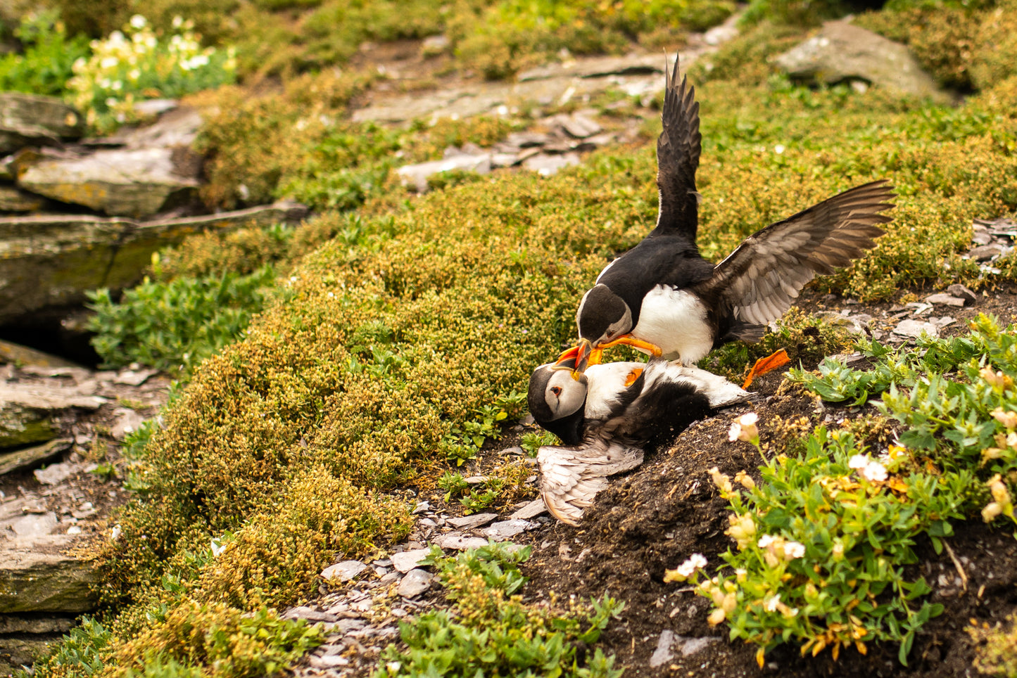 Puffin Fight 2