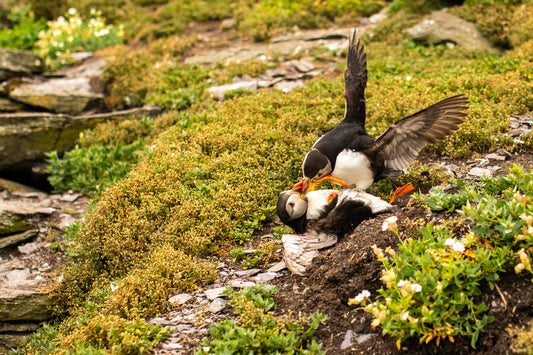 Puffin Fight 2