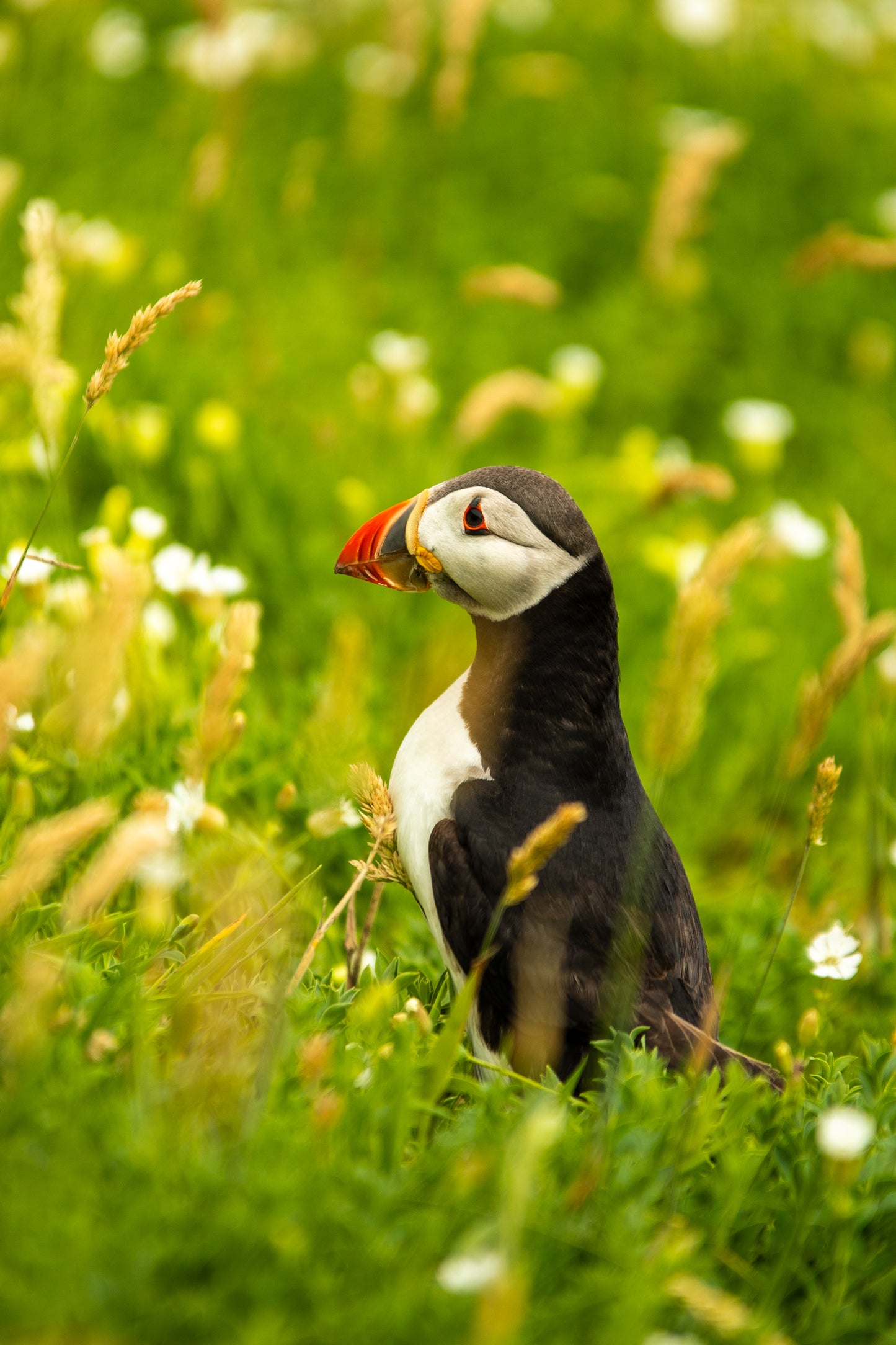 Wild Altantic Puffin 2