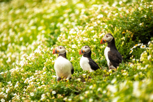Wild Atlantic Puffins