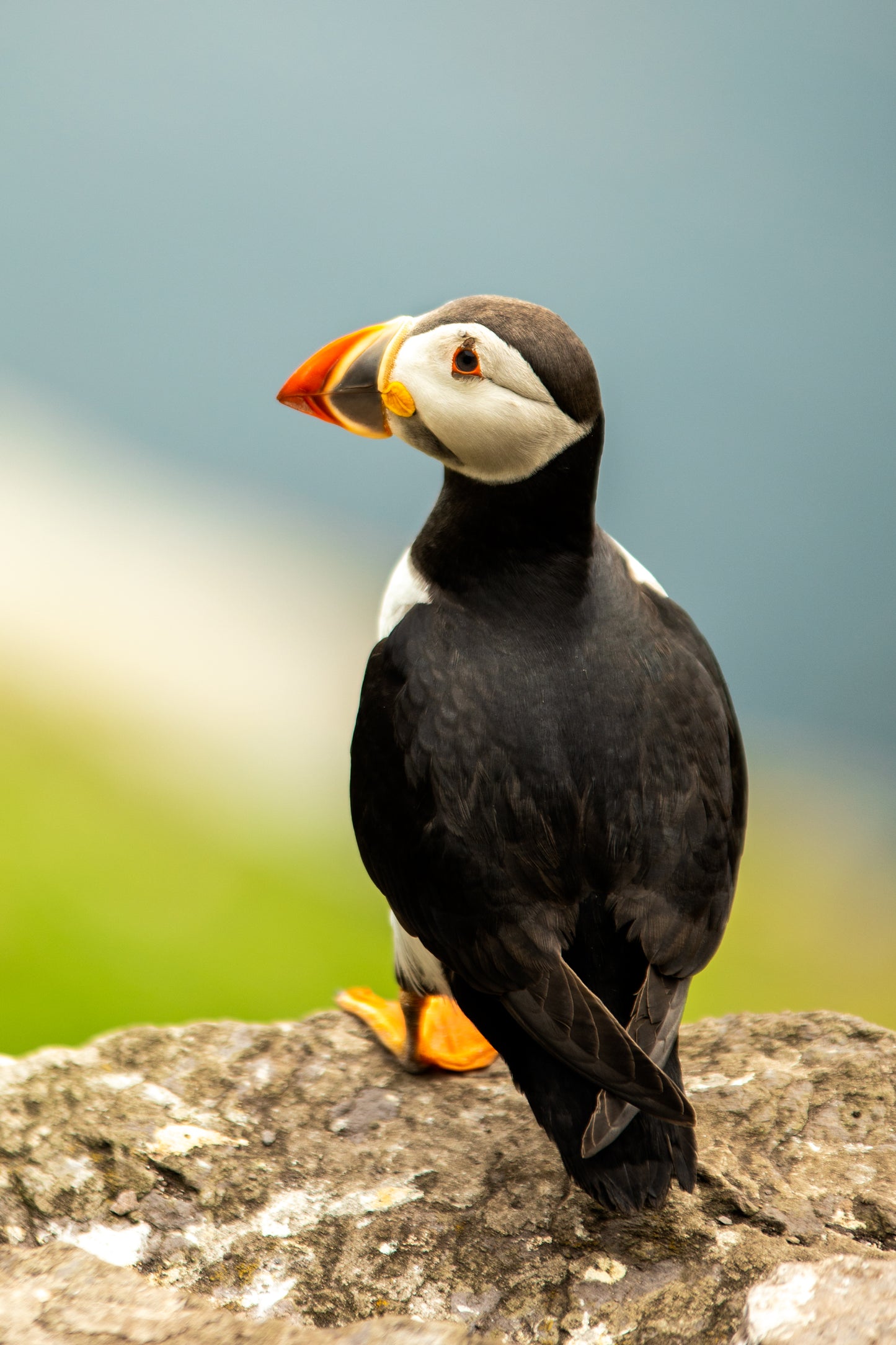 Wild Atlantic Puffin 4