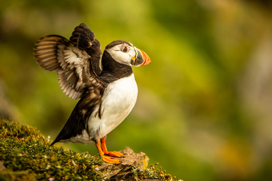 Wild Atlantic Puffin